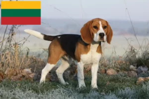 Lire la suite à propos de l’article Éleveurs de beagles et chiots en Lituanie