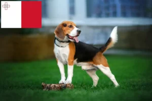 Lire la suite à propos de l’article Éleveurs de beagles et chiots à Malte