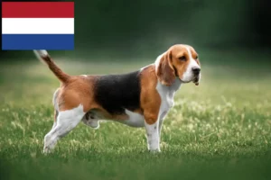 Lire la suite à propos de l’article Éleveurs de beagles et chiots aux Pays-Bas