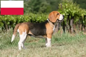 Lire la suite à propos de l’article Éleveurs de beagles et chiots en Pologne