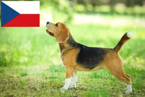 Lire la suite à propos de l’article Éleveurs de beagles et chiots en République tchèque