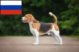 Lire la suite à propos de l’article Éleveurs de beagles et chiots en Russie