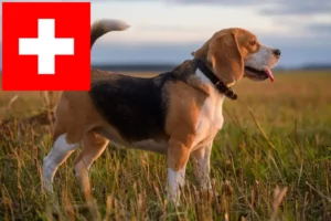 Lire la suite à propos de l’article Eleveurs de beagles et chiots en Suisse