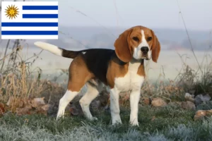 Lire la suite à propos de l’article Éleveurs de beagles et chiots en Uruguay