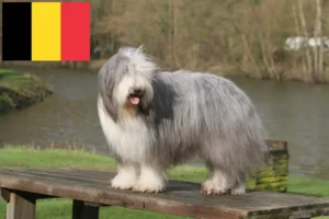 Lire la suite à propos de l’article Éleveurs de Bearded Collie et chiots en Belgique