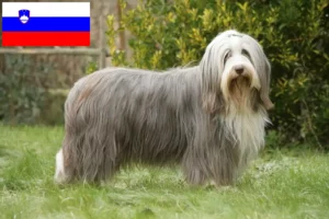 Lire la suite à propos de l’article Éleveurs de Bearded Collie et chiots en Slovénie