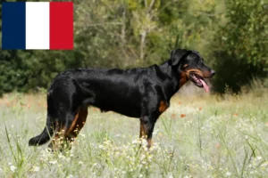 Lire la suite à propos de l’article Éleveurs de Beaucerons et chiots en France