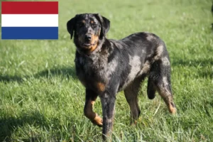 Lire la suite à propos de l’article Éleveurs de Beaucerons et chiots aux Pays-Bas