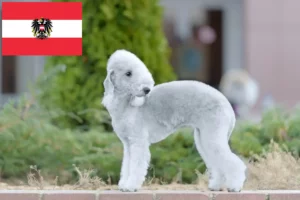 Lire la suite à propos de l’article Éleveurs de Bedlington Terriers et chiots en Autriche