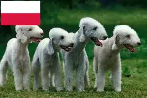 Lire la suite à propos de l’article Éleveurs de Bedlington Terrier et chiots en Pologne