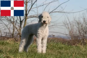 Lire la suite à propos de l’article Éleveurs de Bedlington Terrier et chiots en République Dominicaine