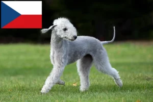 Lire la suite à propos de l’article Bedlington Terrier éleveurs et chiots en République tchèque