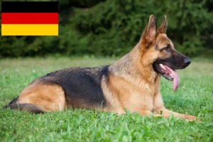 Lire la suite à propos de l’article Éleveurs de bergers allemands et chiots en Allemagne