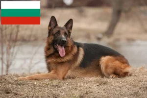 Lire la suite à propos de l’article Éleveurs de chiens de berger et chiots en Bulgarie