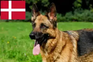 Lire la suite à propos de l’article Éleveurs de chiens de berger et chiots au Danemark