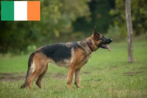 Lire la suite à propos de l’article Éleveurs de chiens de berger et chiots en Irlande