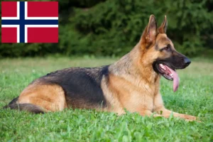 Lire la suite à propos de l’article Éleveurs de chiens de berger et chiots en Norvège