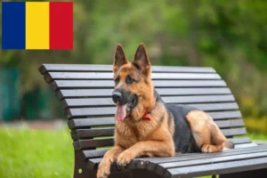 Lire la suite à propos de l’article Éleveurs de bergers allemands et chiots en Roumanie