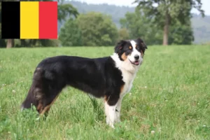 Lire la suite à propos de l’article Éleveurs de bergers australiens et chiots en Belgique