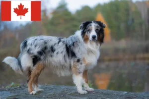 Lire la suite à propos de l’article Éleveurs de bergers australiens et chiots au Canada