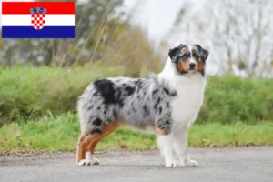 Lire la suite à propos de l’article Éleveurs de bergers australiens et chiots en Croatie