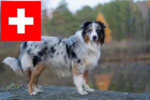 Lire la suite à propos de l’article Éleveurs de bergers australiens et chiots en Suisse