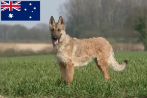 Lire la suite à propos de l’article Éleveurs de bergers belges et chiots en Australie