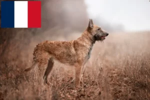 Lire la suite à propos de l’article Éleveurs de bergers belges et chiots en France