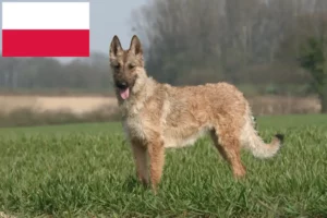 Lire la suite à propos de l’article Éleveurs de bergers belges et chiots en Pologne