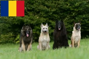 Lire la suite à propos de l’article Éleveurs de bergers belges et chiots en Roumanie