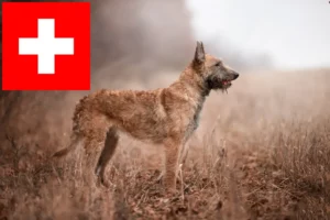 Lire la suite à propos de l’article Éleveurs de bergers belges et chiots en Suisse