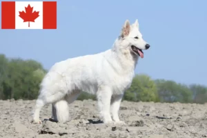 Lire la suite à propos de l’article Berger blanc suisse éleveurs et chiots au Canada