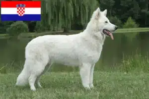 Lire la suite à propos de l’article Berger blanc suisse éleveurs et chiots en Croatie