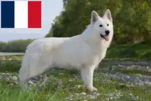 Lire la suite à propos de l’article Berger blanc suisse éleveurs et chiots en France