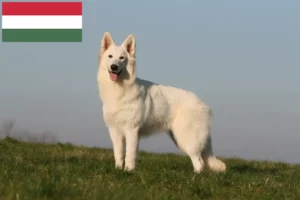 Lire la suite à propos de l’article Berger blanc suisse éleveurs et chiots en Hongrie