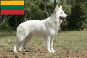 Lire la suite à propos de l’article Berger blanc suisse éleveur et chiots en Lituanie