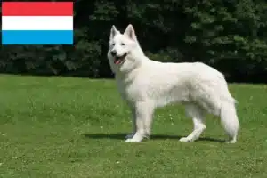 Lire la suite à propos de l’article Berger blanc suisse éleveurs et chiots au Luxembourg