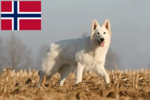 Lire la suite à propos de l’article Berger blanc suisse éleveurs et chiots en Norvège