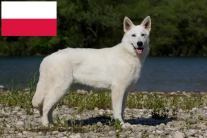 Lire la suite à propos de l’article Berger blanc suisse éleveurs et chiots en Pologne