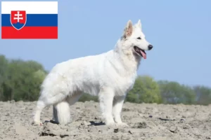 Lire la suite à propos de l’article Berger blanc suisse éleveurs et chiots en Slovaquie