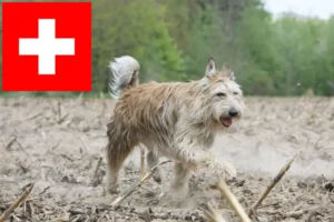 Lire la suite à propos de l’article Berger de Picardie Éleveurs et chiots en Suisse