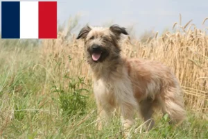 Lire la suite à propos de l’article Berger des Pyrénées éleveurs et chiots en France