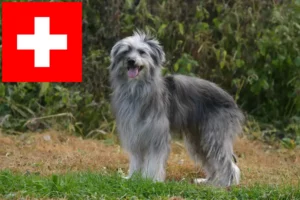 Lire la suite à propos de l’article Berger des Pyrénées éleveurs et chiots en Suisse