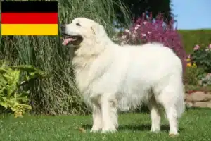 Lire la suite à propos de l’article Éleveurs de chiens de berger des Tatras et chiots en Allemagne