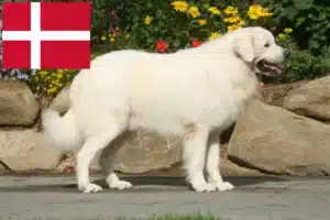 Lire la suite à propos de l’article Éleveurs de chiens de berger des Tatras et chiots au Danemark