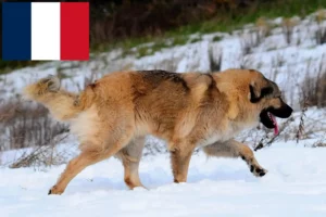 Lire la suite à propos de l’article Berger du Caucase éleveurs et chiots en France