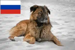 Lire la suite à propos de l’article Berger du Caucase éleveurs et chiots en Russie