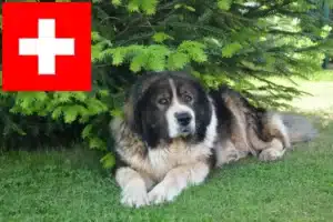 Lire la suite à propos de l’article Berger du Caucase éleveurs et chiots en Suisse