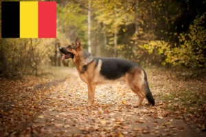 Lire la suite à propos de l’article Éleveurs de bergers et chiots en Belgique