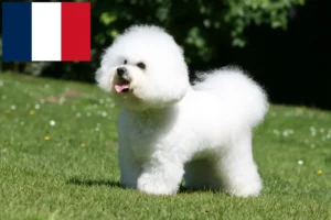 Lire la suite à propos de l’article Éleveurs de Bichon Frisé et chiots en France